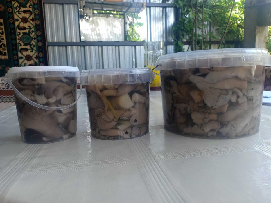 Грибы маринованные Вешенка.