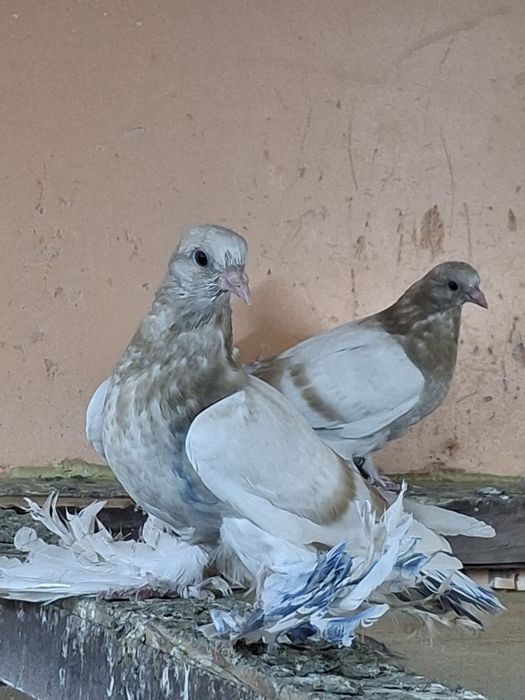 Продам голубей тасманы