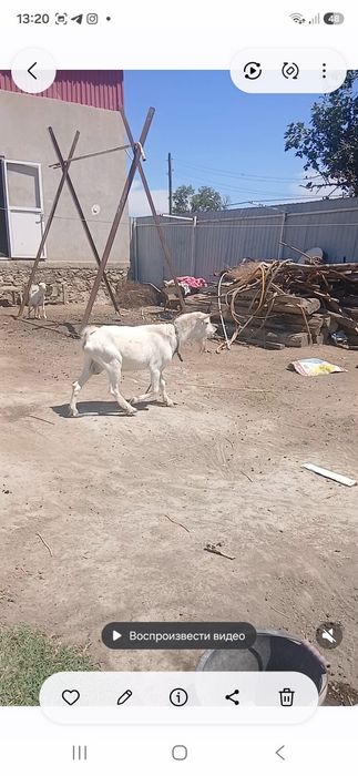 Занен такача 4 ойлик бир ёшар