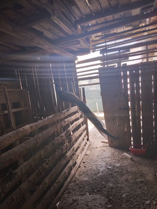 Pauni comuni și cu umăr negru maturi