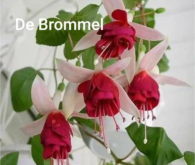 продам Фуксии, читать описание