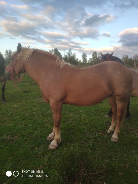 Iapă tânără de vânzare