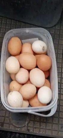 Яйца от домашних кур