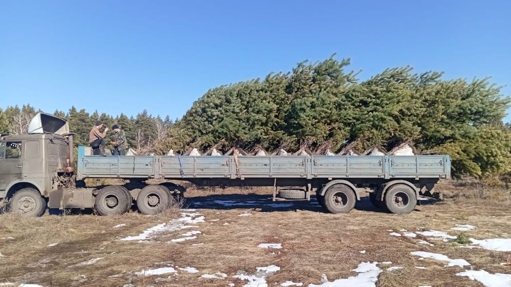 Пересадка посадка профессиональная