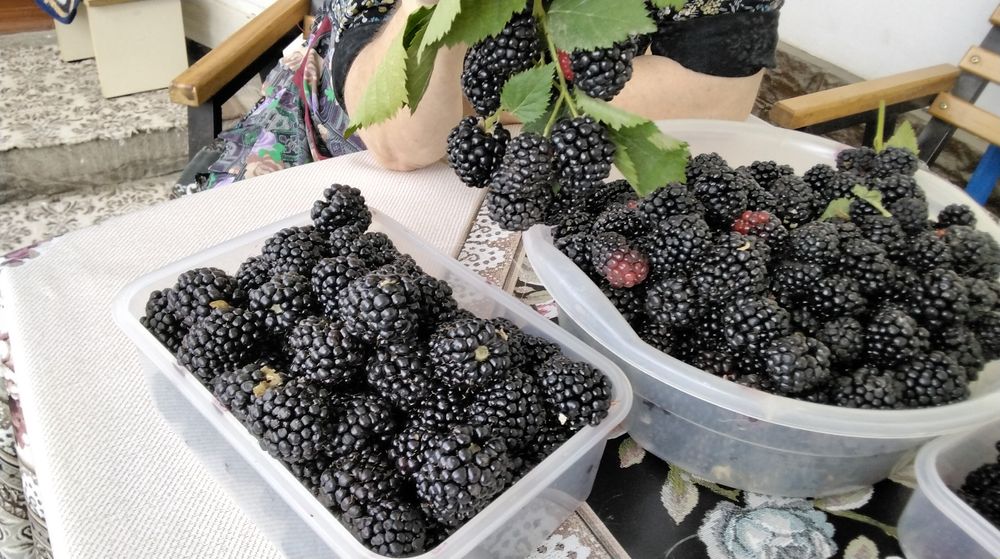 Ежевика бесшипная Triple crown (Тройная Корона) ТРЕХЛЕТКИ!!!