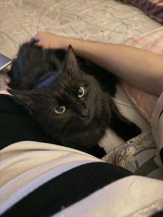 Отдадим в добрые руки кошечку