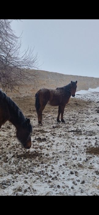 Продам жеребцов количество 8 голов