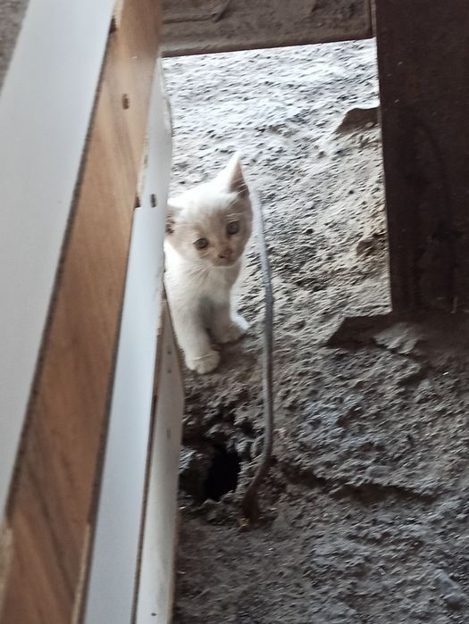 Отдадим котят в добрые руки срочно