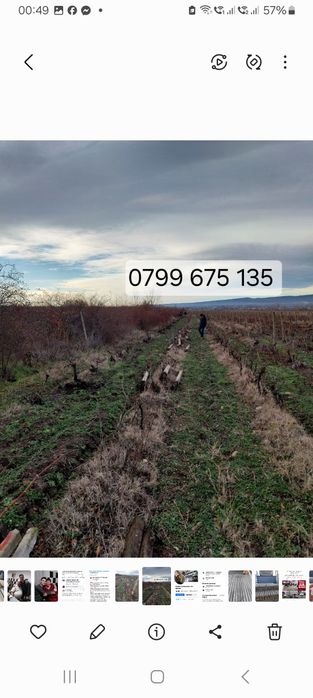 Șpalieri de beton și Șpalieri galvanizați metalici