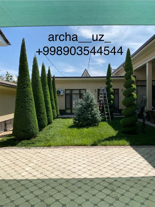 Арча кесиш ва дорилаш хизмати