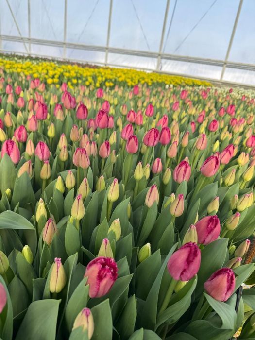 Тюльпаны к 8 марта |ОПТОМ от 360