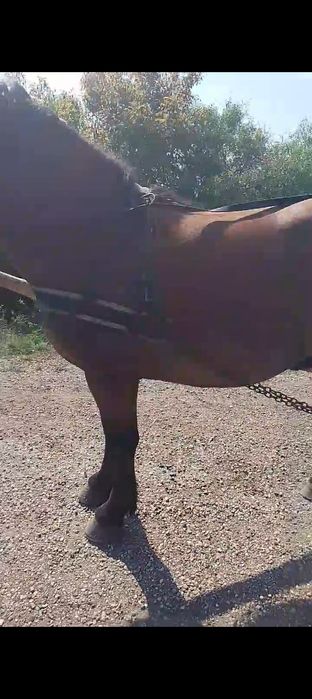 Davanzare un mânz de 3 ani mere la căruță mai mult pe telefon