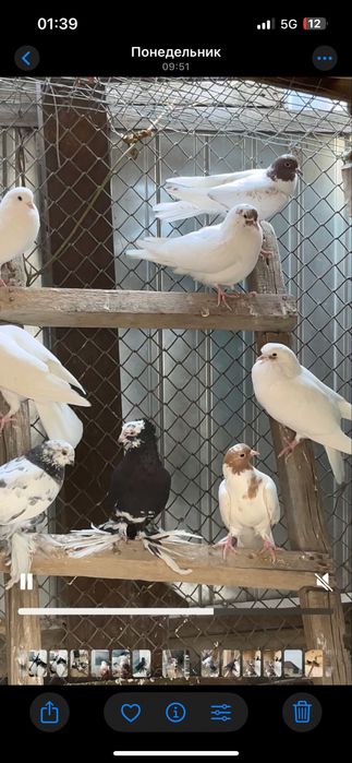 Кептерлер сатылады