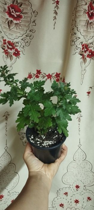 продам хризантема мультифлора