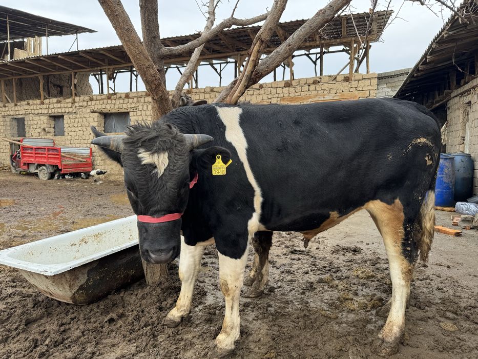 Buqalar sotiladi arzon narxlarda