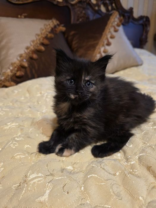 Мейн  куун котета