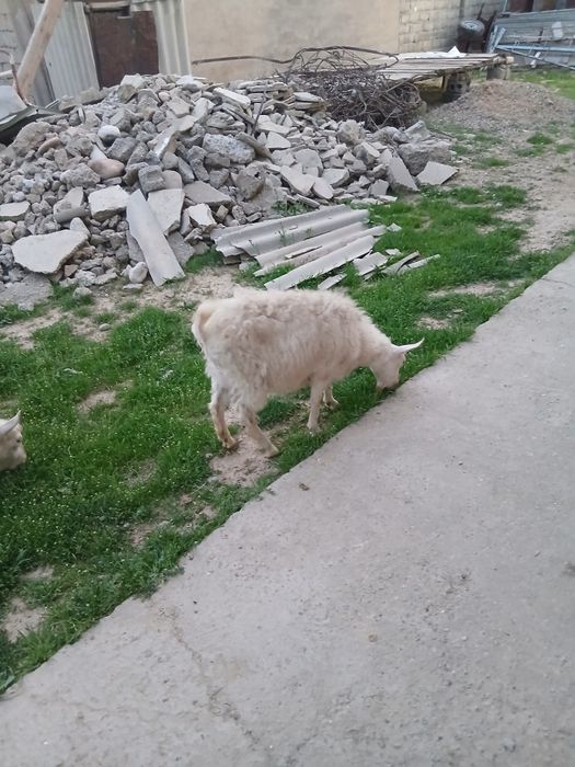 Бірші тума екі тоқал ешкі сатылады