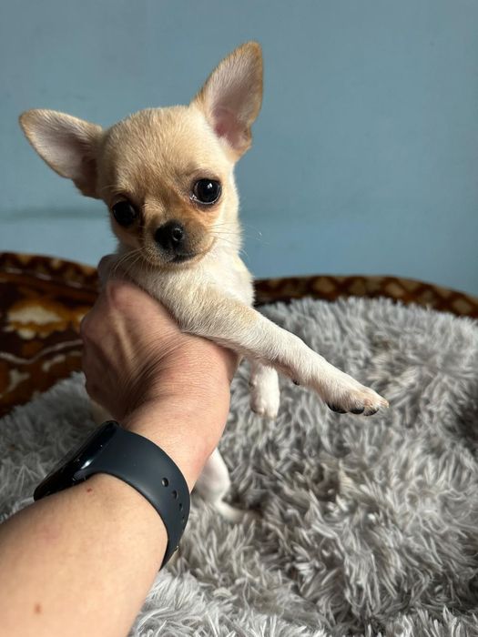 Продам щенка чихуахуа