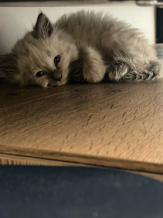 Отдам котенка в добрые руки!