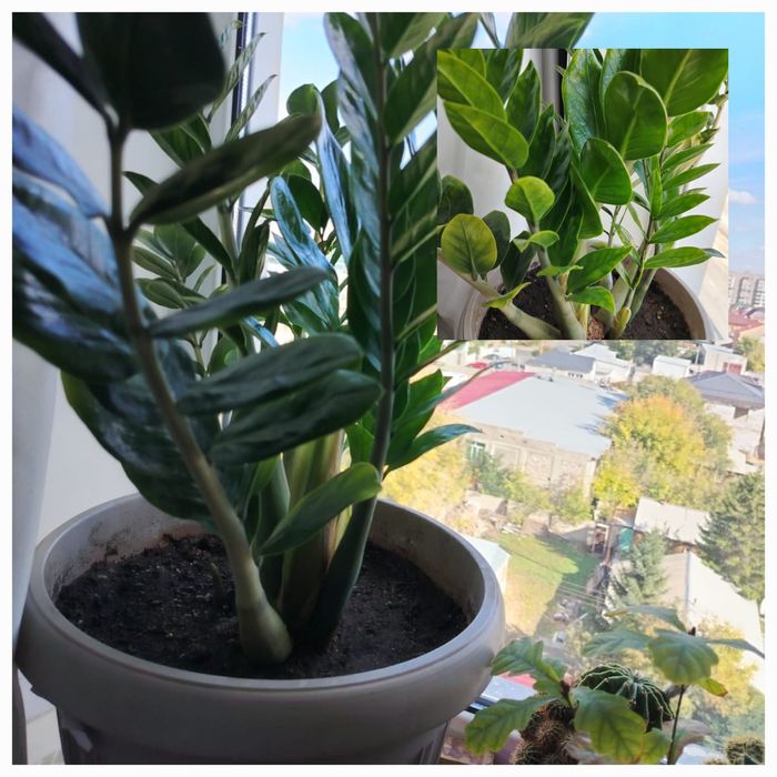 Комнатные растения