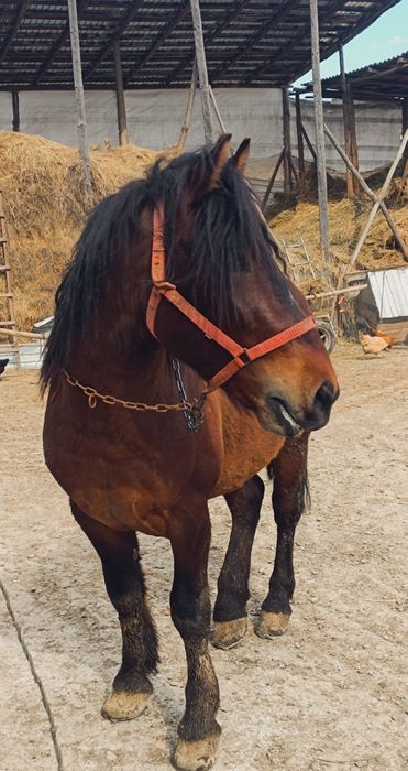 Vând mânz 1 și 10 luni blând cuminte învatat la ham