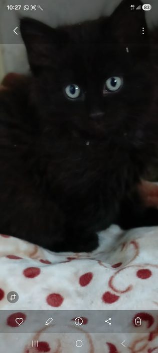 Мальчишка котёнок