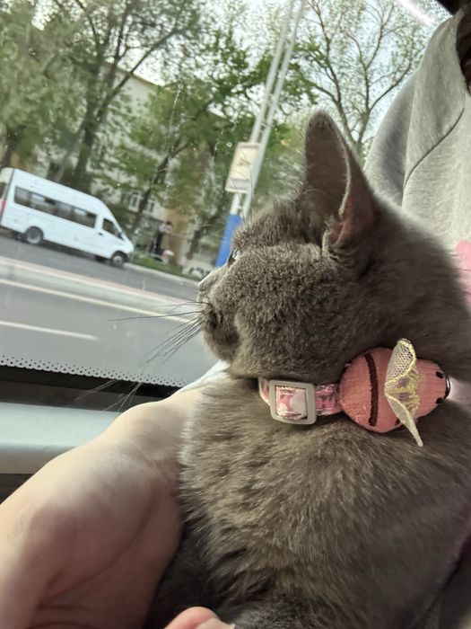 Vyazka uchun kiyovlikka krasavchik mushuklani qabul qlamiz