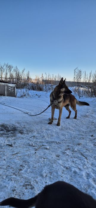 Щенки овчарки.  Мать бельгиская .отец тобет