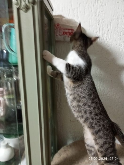 Кошечка крысолова в добрые руки