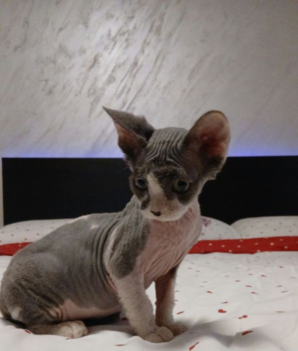 Fetiță sphinx/sfinx deosebita