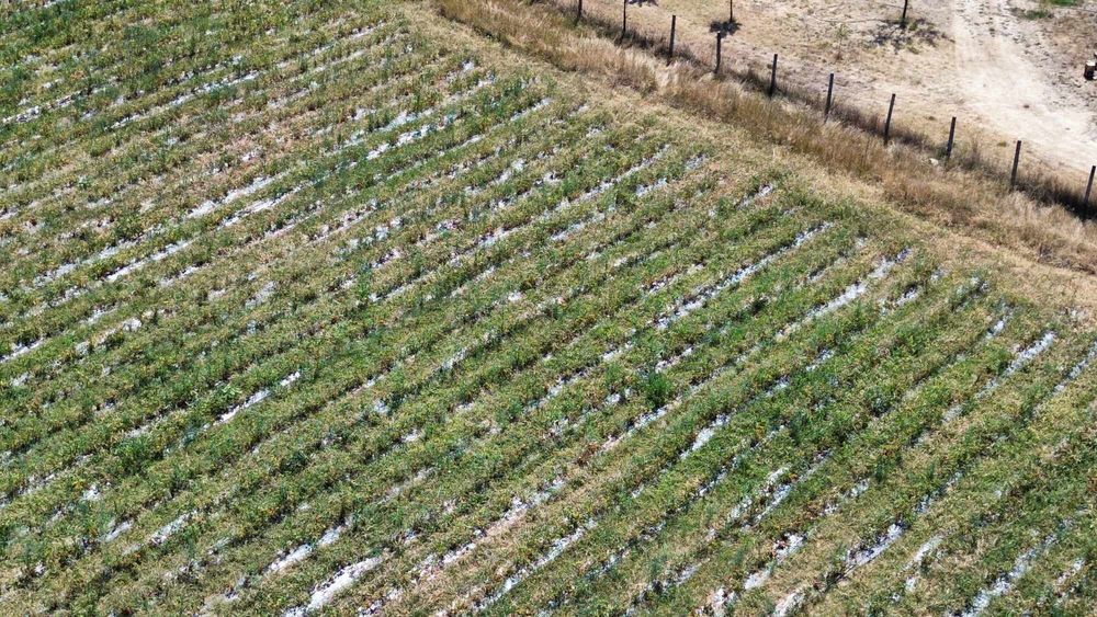 Продава се Земеделски имот в Кюстендил, Осогово -  кв.м за 1774 €/дка - Снимка #2