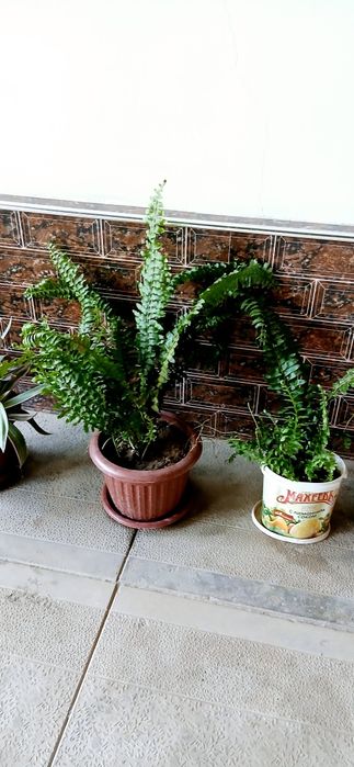 XONAKI Gullar Atrozkalari va Katta Gullar