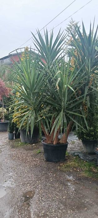 Toata Gama de Plante Ornamentale – Detalii la Numarul de Telefon