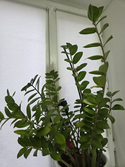 ФИКУС АЛОЕ комнатные цветы