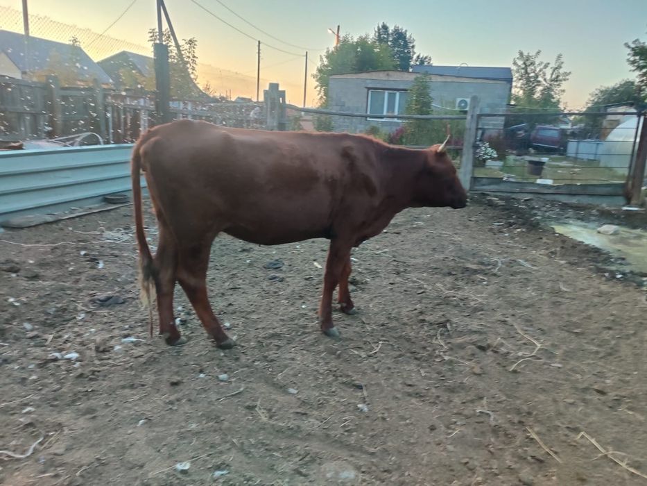 Продам телку нетель стельная