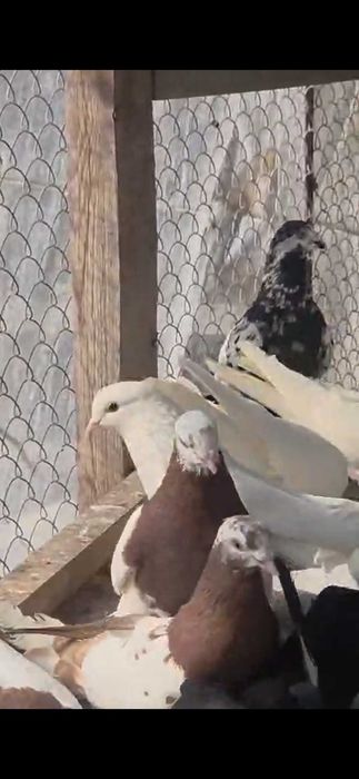 Продам голубей дешево