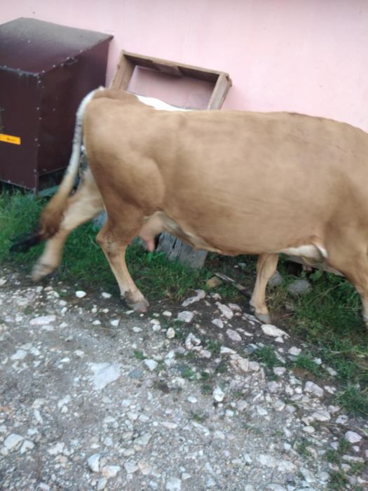 Vacă de vânzare .