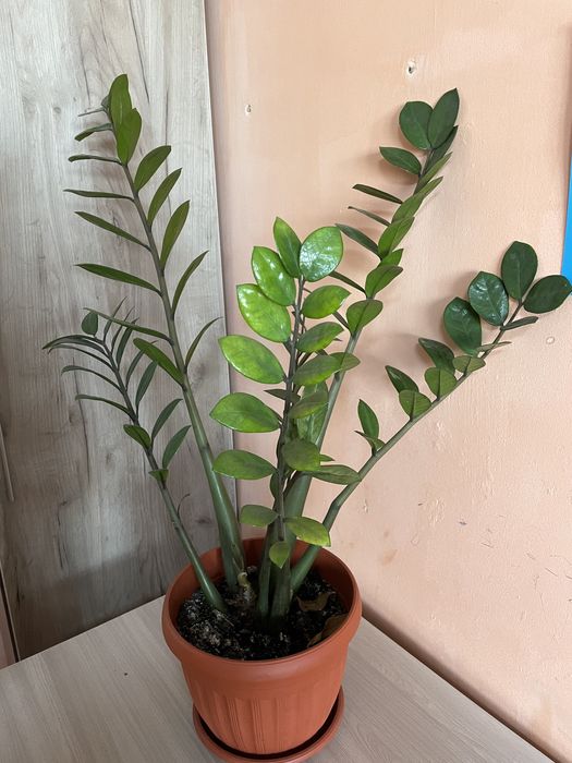 Долларовое дерево, много