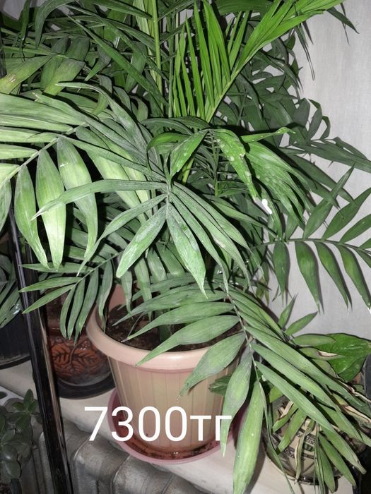 Цветы офисные занедорого