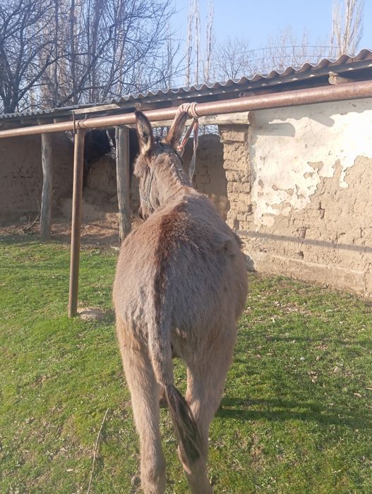 Еркек ешек жасы 2 де