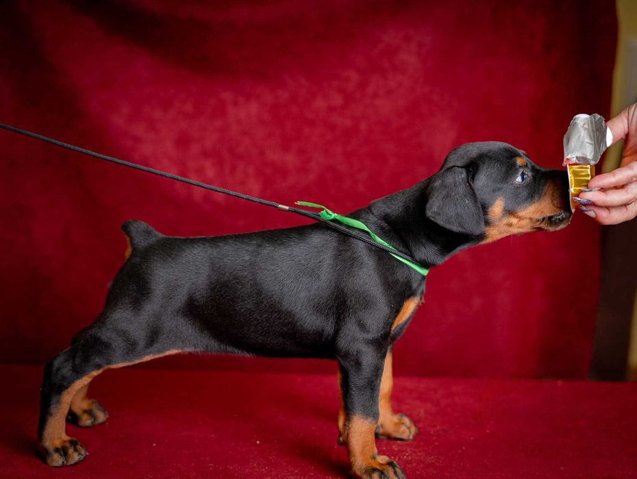 Щенки добермана с купированными ушами