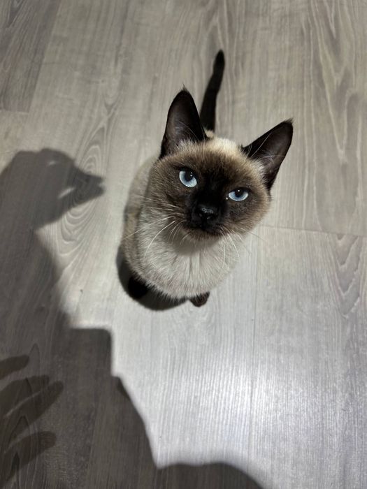 котёнок порода сиамская