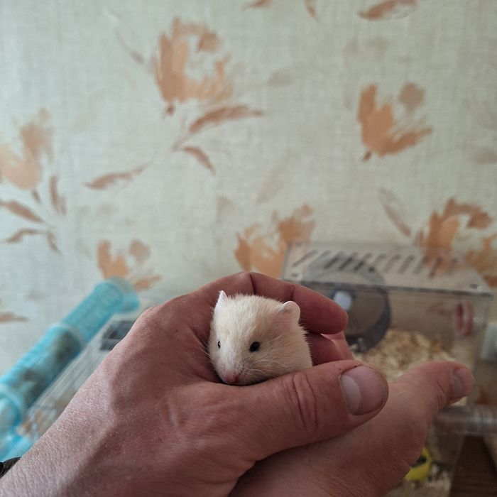 Хомяки сирийские