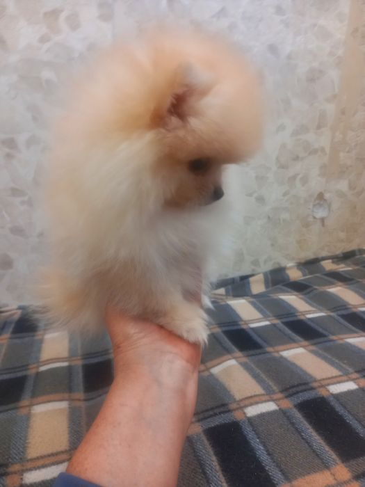 Щенки цверг шпица, мальчик и девочка