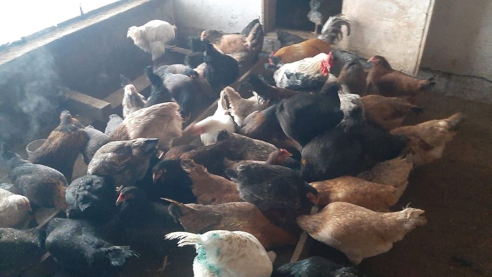Продаются домашние курицы