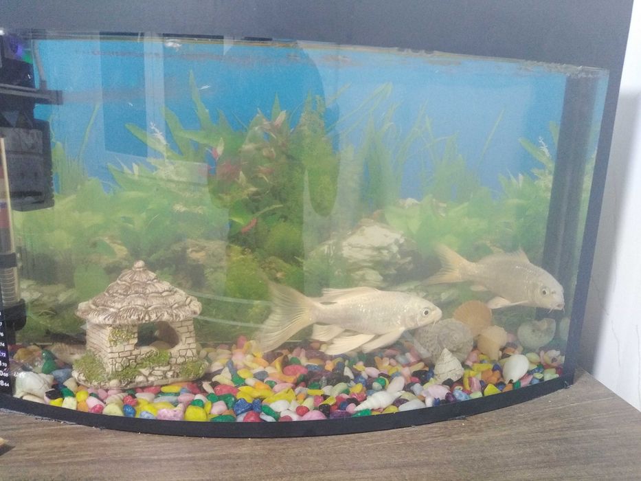 Рыба коя для аквариум