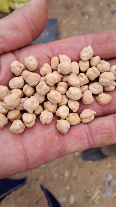 Эрон (Турк) навли нухат сотаман.