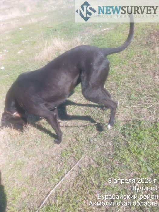 Продам кабеля Грейхаунд