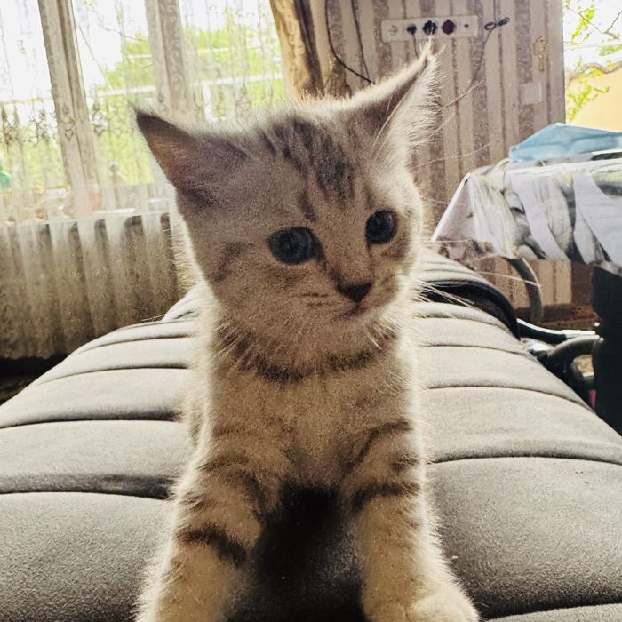 Серебристый шиншилла