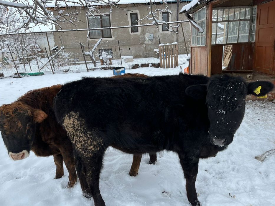 Продам две телки